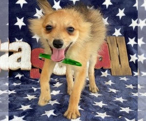 Pomeranian-Unknown Mix Puppy for sale in LANCASTER, PA, USA