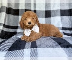 Small #3 YorkiePoo