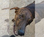 Small #6 German Shorthaired Pointer-Treeing Walker Coonhound Mix