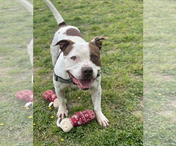 Medium Photo #6 American Pit Bull Terrier Puppy For Sale in Virginia Beach, VA, USA