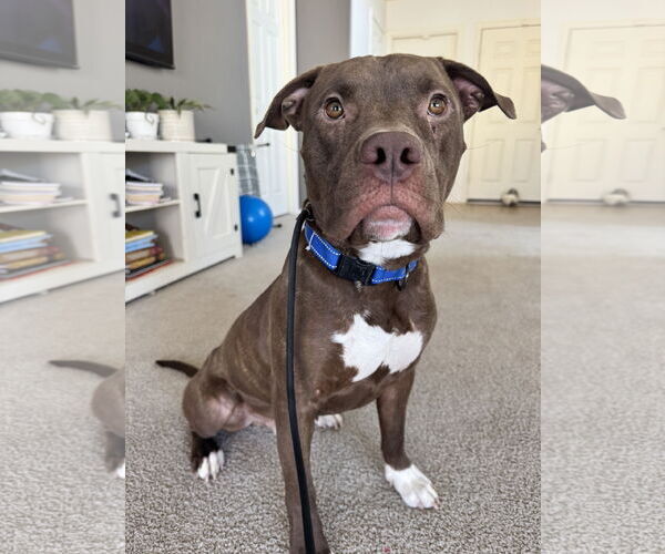 Medium Photo #3 American Pit Bull Terrier-Unknown Mix Puppy For Sale in Chandler, AZ, USA