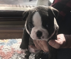 Boston Terrier Puppy for sale in CLOVER, SC, USA