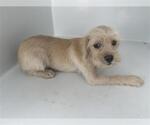 Small Norwich Terrier Mix