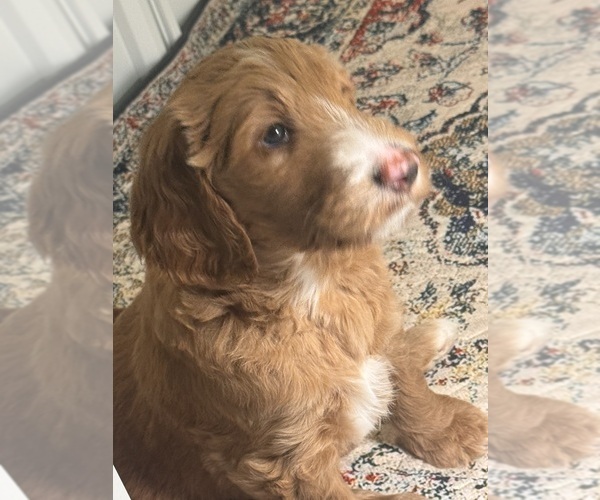 Medium Photo #3 Goldendoodle Puppy For Sale in LEXINGTON, SC, USA