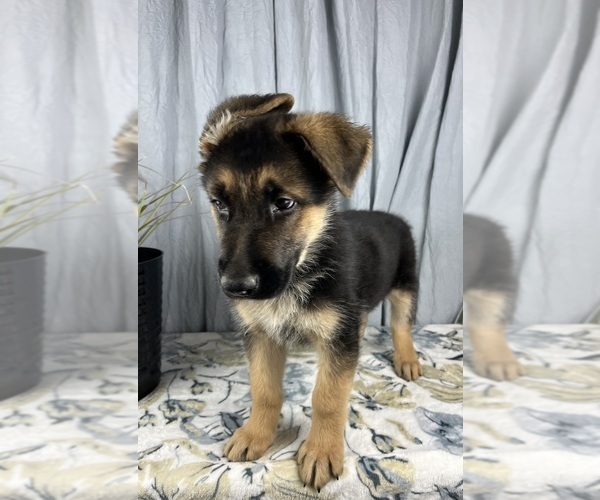 Medium Photo #7 German Shepherd Dog Puppy For Sale in GREENWOOD, IN, USA