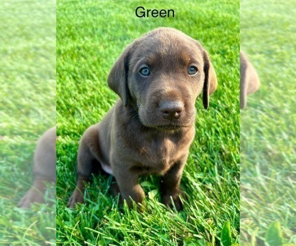 Medium Photo #2 Labrador Retriever Puppy For Sale in STANLEY, WI, USA