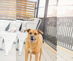 Small #26 Labrador Retriever Mix