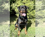 Small #2 Rottweiler