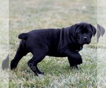 Small #2 Cane Corso