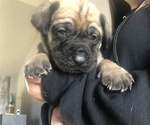 Small Photo #7 Mastiff Puppy For Sale in HESPERIA, CA, USA