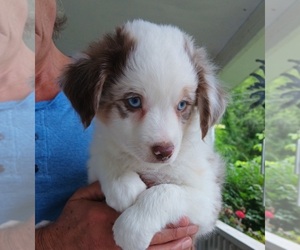 Miniature Australian Shepherd Puppy for sale in BLACKSBURG, SC, USA