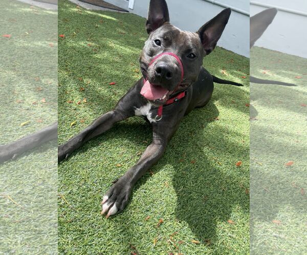 Medium Photo #13 Mutt Puppy For Sale in Pompano Beach , FL, USA