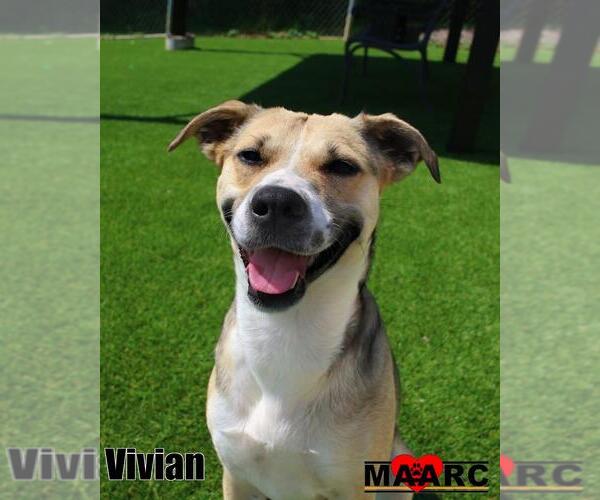 Medium Photo #6 Black Mouth Cur-Unknown Mix Puppy For Sale in Maryville, TN, USA