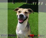 Small #5 Black Mouth Cur Mix