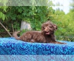 Small #5 Poodle (Toy)-YorkiePoo Mix
