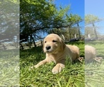 Small Photo #6 Golden Retriever Puppy For Sale in CHIMACUM, WA, USA