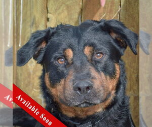 Rottweiler Dogs for adoption in Huntley, IL, USA