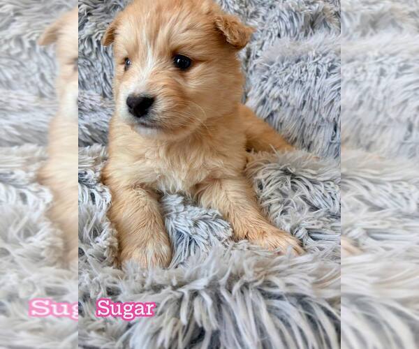 Medium Photo #3 Border Collie-Unknown Mix Puppy For Sale in New York, NY, USA