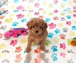 Small #4 Cavapoo (Miniature)-Poodle (Toy) Mix