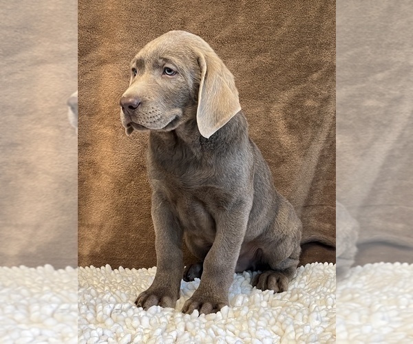 Medium Photo #2 Labrador Retriever Puppy For Sale in MARTINSVILLE, IN, USA