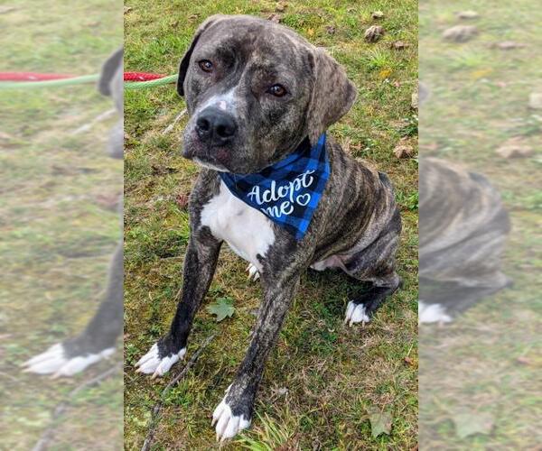 Medium Photo #24 American Pit Bull Terrier-Mountain Cur Mix Puppy For Sale in Rockaway, NJ, USA