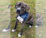 Small #23 American Pit Bull Terrier-Mountain Cur Mix