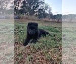 Small #3 German Shepherd Dog