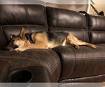 Small #7 German Shepherd Dog
