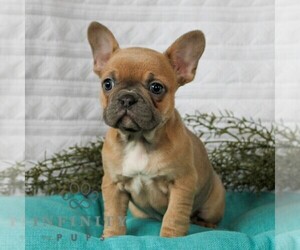 French Bulldog Puppy for sale in LITITZ, PA, USA