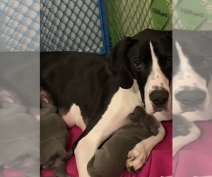Mother of the Great Dane puppies born on 02/14/2020