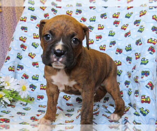 Medium Photo #3 Boxer Puppy For Sale in SHILOH, OH, USA