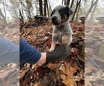 Small Photo #42 Australian Cattle Dog Puppy For Sale in OREGON HOUSE, CA, USA