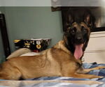 Small #1 Mutt