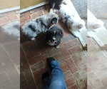 Puppy 6 Australian Shepherd