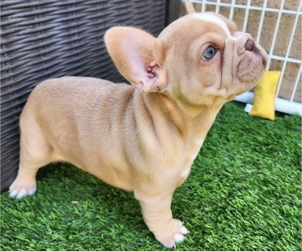 Medium Photo #16 French Bulldog Puppy For Sale in LAS VEGAS, NV, USA