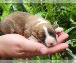 Small Photo #1 Pembroke Welsh Corgi Puppy For Sale in CRESTVIEW, FL, USA