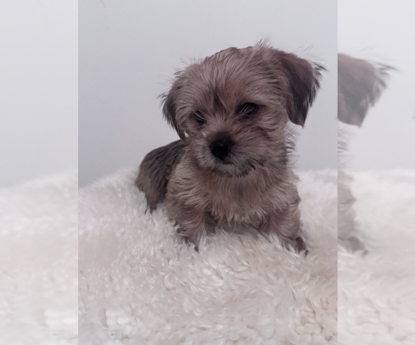 Medium Photo #1 Shorkie Tzu Puppy For Sale in WASHINGTON, DC, USA