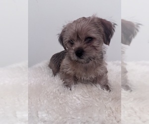Shorkie Tzu Puppy for sale in WASHINGTON, DC, USA