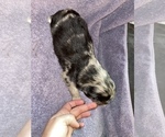 Small Photo #7 Aussiedoodle Puppy For Sale in MUNFORDVILLE, KY, USA