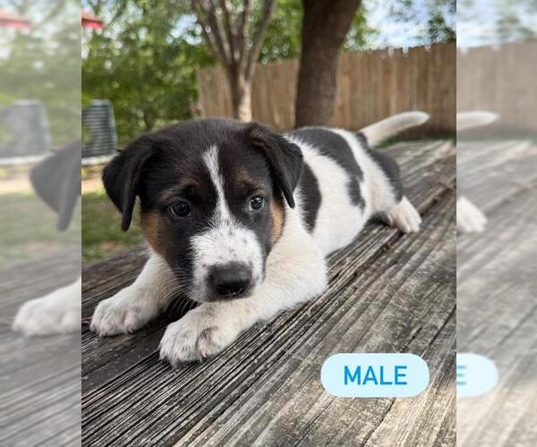 Medium Photo #1 German Shepherd Dog-Unknown Mix Puppy For Sale in San Antonio, TX, USA