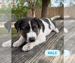Small German Shepherd Dog Mix