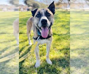 Rhodesian Ridgeback-Unknown Mix Dogs for adoption in Santa Maria, CA, USA