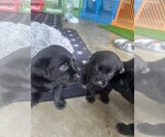 Small #4 Labrador Retriever
