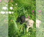 Small #2 Labrador Retriever