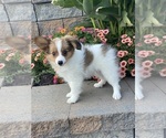 Small #2 Papillon