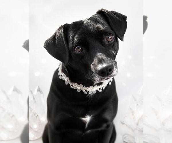Medium Photo #1 Chiweenie Puppy For Sale in Fallbrook, CA, USA