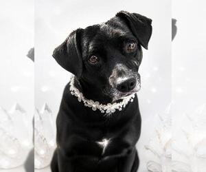 Chiweenie Dogs for adoption in Fallbrook, CA, USA