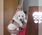 Small Photo #29 English Cream Golden Retriever Puppy For Sale in NORTHWOOD, OH, USA