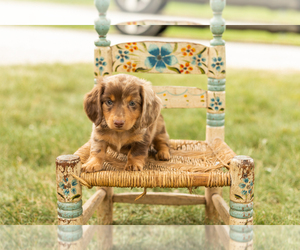 Dachshund Puppy for sale in NAPPANEE, IN, USA