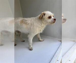 Border Terrier Dogs for adoption in Houston, TX, USA